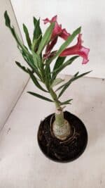 ENXERTO 12001 – 20cm (cor LM 424) - Imagem 7