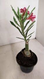 ENXERTO 12001 – 20cm (cor LM 424) - Imagem 6