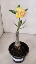 ENXERTO 12006 – 20cm (cor LM 979) - Imagem 2