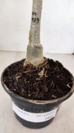 ENXERTO 12006 – 20cm (cor LM 979) - Imagem 7