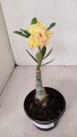 ENXERTO 12006 – 20cm (cor LM 979) - Imagem 5