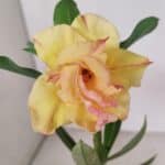 ENXERTO 12006 – 20cm (cor LM 979)