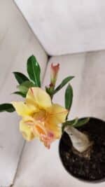 ENXERTO 12006 – 20cm (cor LM 979) - Imagem 4