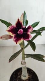 ENXERTO 12017 – 20cm (cor LM 1007)