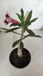 ENXERTO 12017 – 20cm (cor LM 1007) - Imagem 6