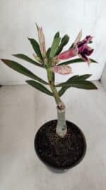 ENXERTO 12017 – 20cm (cor LM 1007) - Imagem 5