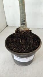 ENXERTO 12017 – 20cm (cor LM 1007) - Imagem 4