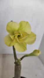 ENXERTO 12018 – 20cm (cor LM 315)