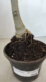 ENXERTO 12018 – 20cm (cor LM 315) - Imagem 6