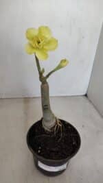 ENXERTO 12018 – 20cm (cor LM 315) - Imagem 2