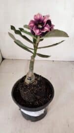 ENXERTO 12020 – 20cm (cor LM 1008) - Imagem 2