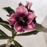 ENXERTO 12020 – 20cm (cor LM 1008)