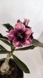 ENXERTO 12020 – 20cm (cor LM 1008)