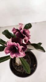 ENXERTO 12020 – 20cm (cor LM 1008) - Imagem 4