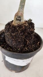 ENXERTO 12020 – 20cm (cor LM 1008) - Imagem 6