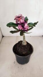 ENXERTO 12020 – 20cm (cor LM 1008) - Imagem 5