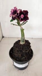 ENXERTO 12022 – 20cm (cor LM 1008) - Imagem 2