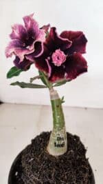 ENXERTO 12022 – 20cm (cor LM 1008)