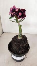 ENXERTO 12022 – 20cm (cor LM 1008) - Imagem 8