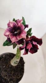 ENXERTO 12022 – 20cm (cor LM 1008) - Imagem 4