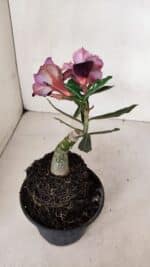 ENXERTO 12022 – 20cm (cor LM 1008) - Imagem 5