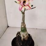 ENXERTO 12043 – 20cm (cor LM 926)