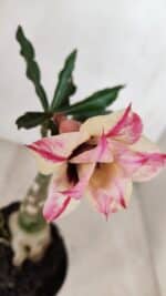 ENXERTO 12043 – 20cm (cor LM 926) - Imagem 4