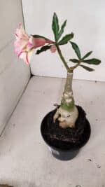 ENXERTO 12043 – 20cm (cor LM 926) - Imagem 6