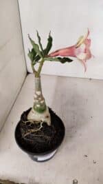 ENXERTO 12043 – 20cm (cor LM 926) - Imagem 5