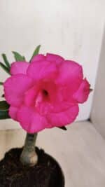 ENXERTO 12046 – 20cm (cor LM 04)