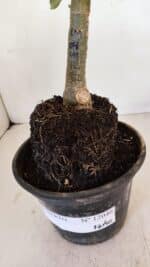 ENXERTO 12046 – 20cm (cor LM 04) - Imagem 7