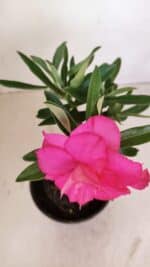 ENXERTO 12046 – 20cm (cor LM 04) - Imagem 4