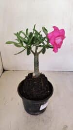 ENXERTO 12046 – 20cm (cor LM 04) - Imagem 6