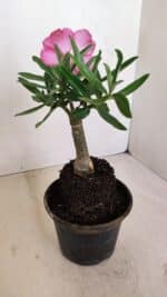 ENXERTO 12046 – 20cm (cor LM 04) - Imagem 5