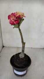 ENXERTO 12053 – 20cm (cor LM 582) - Imagem 2