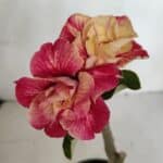 ENXERTO 12053 – 20cm (cor LM 582)