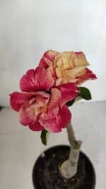 ENXERTO 12053 – 20cm (cor LM 582)