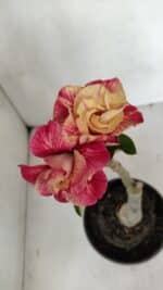 ENXERTO 12053 – 20cm (cor LM 582) - Imagem 4