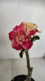 ENXERTO 12053 – 20cm (cor LM 582) - Imagem 7