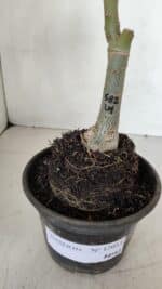 ENXERTO 12053 – 20cm (cor LM 582) - Imagem 6