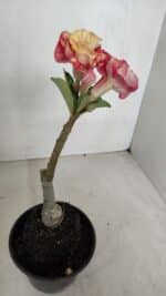 ENXERTO 12053 – 20cm (cor LM 582) - Imagem 5