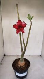 ENXERTO 12060 – 30cm (cor LM 734) - Imagem 2