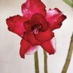 ENXERTO 12060 – 30cm (cor LM 734)