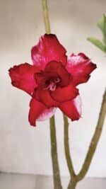 ENXERTO 12060 – 30cm (cor LM 734)