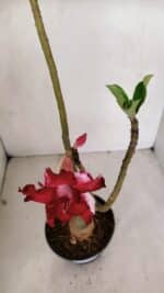 ENXERTO 12060 – 30cm (cor LM 734) - Imagem 4