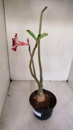 ENXERTO 12060 – 30cm (cor LM 734) - Imagem 6