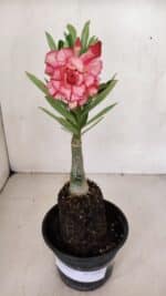 ENXERTO 12061 – 20cm (cor LM 501) - Imagem 2