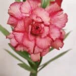 ENXERTO 12061 – 20cm (cor LM 501)