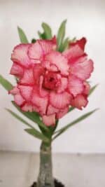 ENXERTO 12061 – 20cm (cor LM 501)