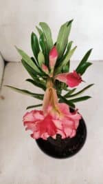 ENXERTO 12061 – 20cm (cor LM 501) - Imagem 4